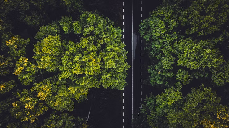 A road in the middle of a forest
